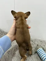 Willie, a male French Bulldog for sale in Orange City, IA – 2 of 5