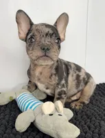 SALE! Stitch, a male French Bulldog for sale in Orange City, IA – 5 of 5