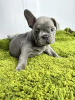 Willem, a male French Bulldog for sale in Orange City, IA – 5 of 5