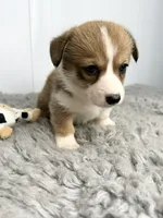 Cindy, a female Pembroke Welsh Corgi for sale in Orange City, IA – 5 of 5