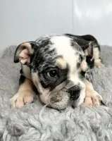 Fiona, a female English Bulldog for sale in Orange City, IA – 4 of 5