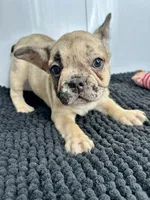 Wendi, a female French Bulldog for sale in Orange City, IA – 2 of 5