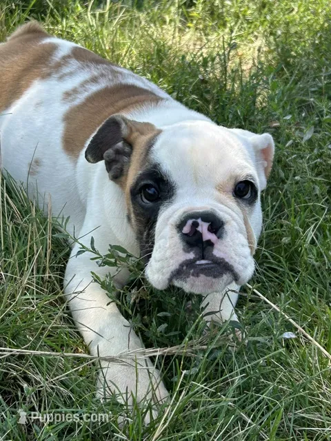 Patricia – English Bulldog puppy for sale in Orange City, IA