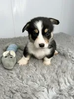 Peter, a female Pembroke Welsh Corgi for sale in Orange City, IA – 2 of 5