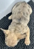 Stanley, a male French Bulldog for sale in Orange City, IA – 3 of 4