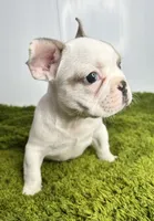 Jack, a male French Bulldog for sale in Orange City, IA – 3 of 5