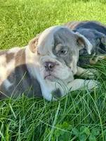 Callie, a female English Bulldog for sale in Orange City, IA – 4 of 4