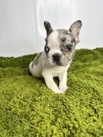 Lenny, a male French Bulldog for sale in Orange City, IA – 2 of 4
