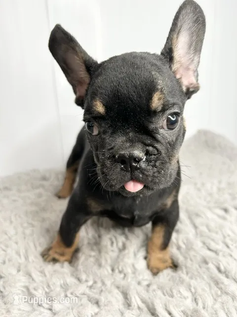 Dobie – French Bulldog puppy for sale in Orange City, IA