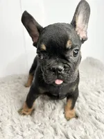 Dobie, a male French Bulldog for sale in Orange City, IA – 1 of 4