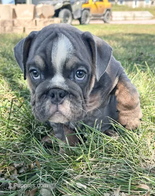 Sonny – English Bulldog puppy for sale in Orange City, IA