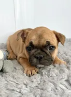 Paul, a male French Bulldog for sale in Orange City, IA – Photo 5 of 5