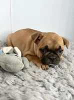 Paul, a male French Bulldog for sale in Orange City, IA – Photo 3 of 5