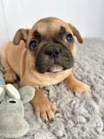 Paul, a male French Bulldog for sale in Orange City, IA – Photo 1 of 5