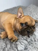 Paul, a male French Bulldog for sale in Orange City, IA – Photo 2 of 5