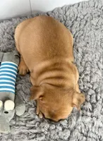 Paul, a male French Bulldog for sale in Orange City, IA – Photo 4 of 5