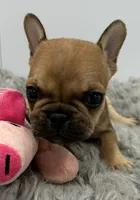 Lola, a female French Bulldog for sale in Orange City, IA – 1 of 3