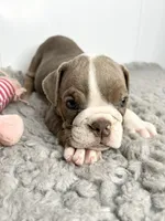 Janey, a female English Bulldog for sale in Orange City, IA – 5 of 5