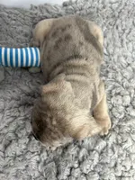 Leo, a male French Bulldog for sale in Orange City, IA – 3 of 5