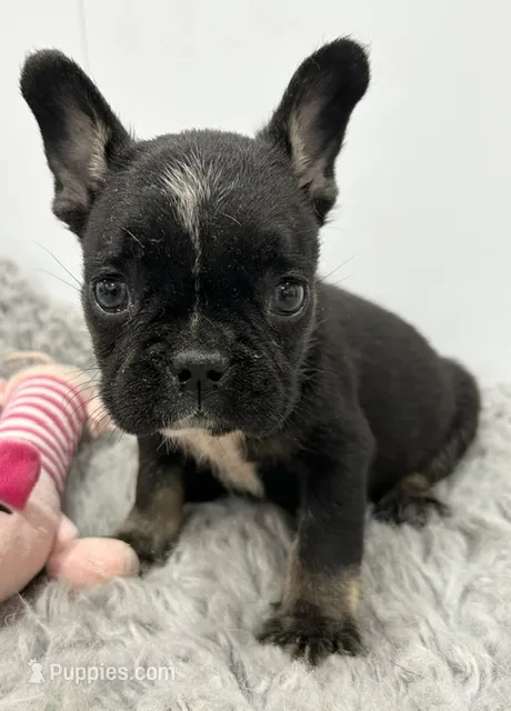Minnie – French Bulldog puppy for sale in Orange City, IA