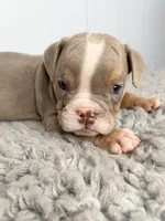Loki, a male English Bulldog for sale in Orange City, IA – 2 of 5