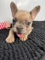 Kiki, a female French Bulldog for sale in Orange City, IA – 3 of 5