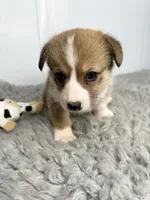 Cindy, a female Pembroke Welsh Corgi for sale in Orange City, IA – 4 of 5