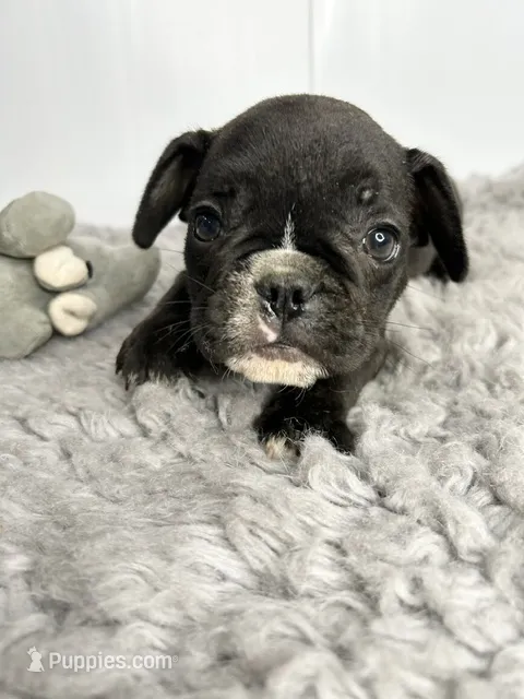 Johnny – French Bulldog puppy for sale in Orange City, IA