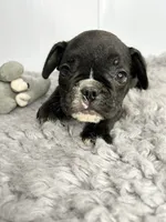 Johnny, a male French Bulldog for sale in Orange City, IA – 1 of 4