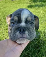 SALE! Sonny, a male English Bulldog for sale in Orange City, IA – 3 of 7