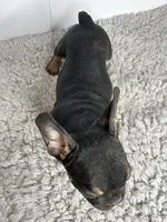 Dobie, a male French Bulldog for sale in Orange City, IA – 2 of 4