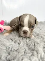 Layla, a female English Bulldog for sale in Orange City, IA – 3 of 5