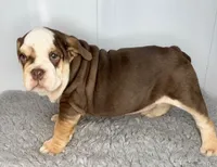 Godiva, a female English Bulldog for sale in Orange City, IA – Photo 5 of 7