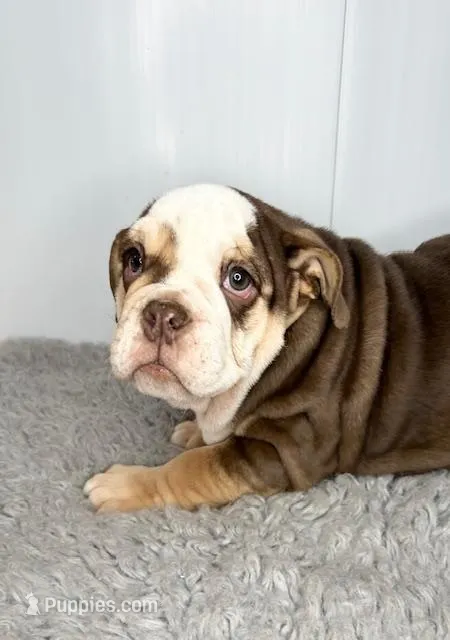 Godiva – English Bulldog puppy for sale in Orange City, IA