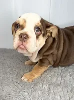 Godiva, a female English Bulldog for sale in Orange City, IA – Photo 4 of 7