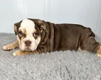 Godiva, a female English Bulldog for sale in Orange City, IA – Photo 7 of 7