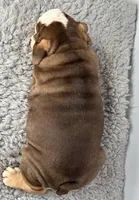 Godiva, a female English Bulldog for sale in Orange City, IA – Photo 6 of 7