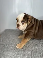 Godiva, a female English Bulldog for sale in Orange City, IA – Photo 3 of 7