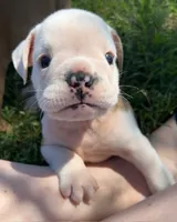 Hanna, a female English Bulldog for sale in Orange City, IA – 2 of 5