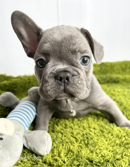 Willem – French Bulldog puppy for sale in Orange City, IA