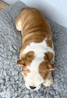 Nebula, a female English Bulldog for sale in Orange City, IA – Photo 5 of 5