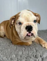 Nebula, a female English Bulldog for sale in Orange City, IA – Photo 1 of 5