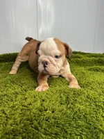 Nebula, a female English Bulldog for sale in Orange City, IA – Photo 4 of 5