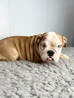 Nebula, a female English Bulldog for sale in Orange City, IA – Photo 3 of 5