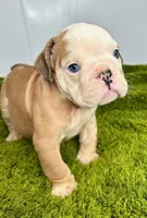Nebula, a female English Bulldog for sale in Orange City, IA – Photo 1 of 5