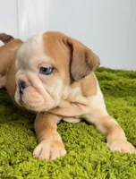 Nebula, a female English Bulldog for sale in Orange City, IA – Photo 5 of 5