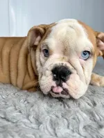 Nebula, a female English Bulldog for sale in Orange City, IA – Photo 4 of 5