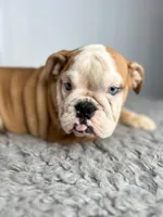 Nebula, a female English Bulldog for sale in Orange City, IA – Photo 2 of 5