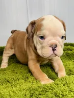 Nebula, a female English Bulldog for sale in Orange City, IA – Photo 3 of 5