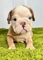 Nebula, a female English Bulldog for sale in Orange City, IA – Photo 2 of 5